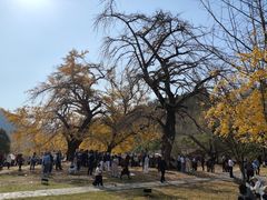 -千年银杏谷文化旅游区