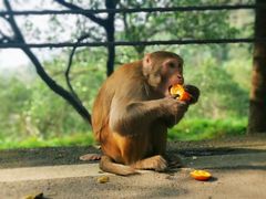 -重庆长寿碧桂园凤悦凤凰酒店