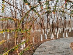 -西青郊野公园