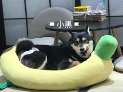 -逗柴咖啡屋·狗咖猫咖宠物桌游