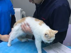 -关爱宠物医院·猫科中心·消化科(滨湖万达分院)