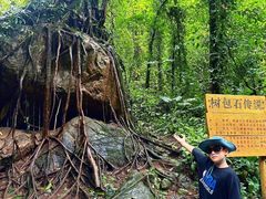 -莫里热带雨林景区