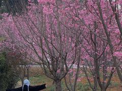 -三圣花乡旅游区