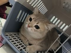 -伟伟宠物医院·瑞派猫友好医院·猫科(光谷店)