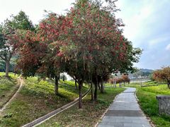 -风云岭森林公园