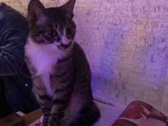 -平行世界·猫咖(首经贸店)