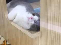 -屋虎猫馆(宝安大仟里店)