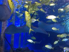 -太平洋海底世界