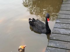 -成都大熊猫繁育研究基地