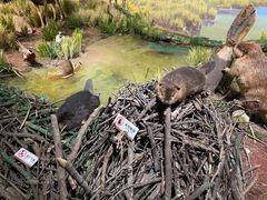 -陕西自然博物馆