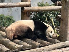 -黔灵山公园