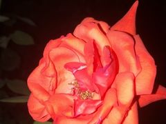 景点-人民公园(罗湖区)