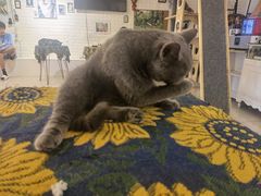 -平行世界·猫咖(首经贸店)