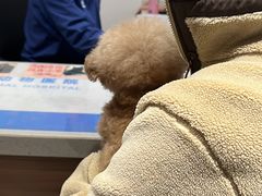 -北京派仕佳德动物医院·超导核磁·CT·神经科·骨科·内外科·急重症管理中心