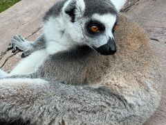 -上海野生动物园