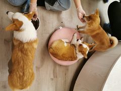 -浣熊柯尔鸭土拨鼠·电玩咖