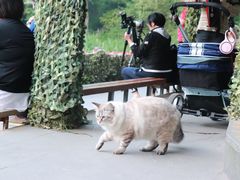 -新江湾城公园