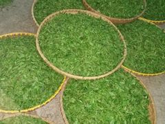 2018乡间茶叶大丰收制茶过程-龙湖东院农庄(乡间小路店)