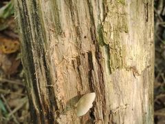 -五女峰国家森林公园