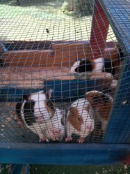 -萌宠亲子动物乐园(槐房万达店)