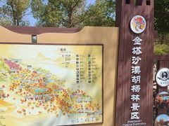 -金塔沙漠胡杨林景区