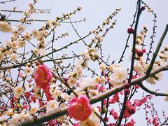 -香雪海