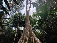 -中国科学院西双版纳热带植物园