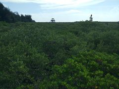 -北海金海湾红树林生态旅游区