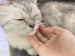 -喵园·猫主题咖啡厅·撸猫·猫咖(国贸店)