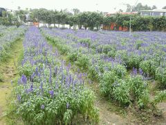 -广东花都香草世界旅游度假区