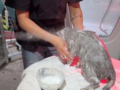 -FAELING PETS美天灵宠物(合生汇店)