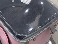 -美联众合动物医院·内科·皮肤科·外科(古城分院)