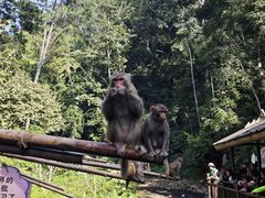 -西双版纳原始森林公园