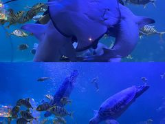 -左海海底世界