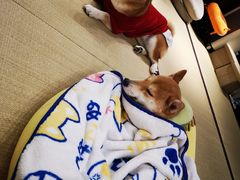 -逗柴咖啡屋·狗咖猫咖宠物桌游