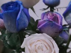 -昆明国际花卉拍卖交易中心