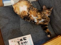 -猫的天空之城概念书店(杭州南宋御街店)