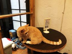-猫色咖啡·猫咖