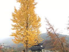 -龙寺生态园