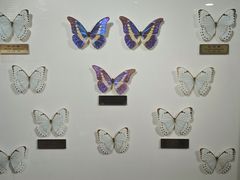 -上海昆虫博物馆