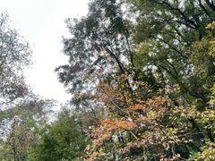 -广州市石门国家森林公园