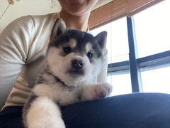 -柴犬小屋·柴餐厅·狗咖食堂(金鼎广场店)