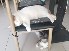 -平行世界·猫咖(首经贸店)