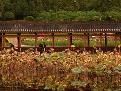 -龙头寺公园