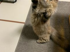-momokira米努特·德文卷毛猫·棉花面纱犬