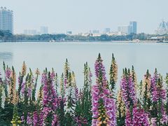 -顺峰山公园