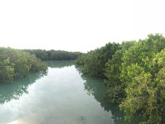 -北海金海湾红树林生态旅游区