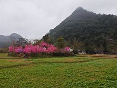 -靖西鹅泉风景区