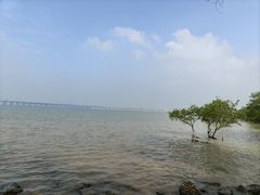 -宝安西湾红树林湿地公园