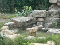 -上海野生动物园老虎餐厅